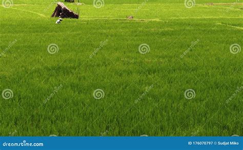 Plantaciones De Arroz Campos Verdes Agricultura Imagen De Archivo