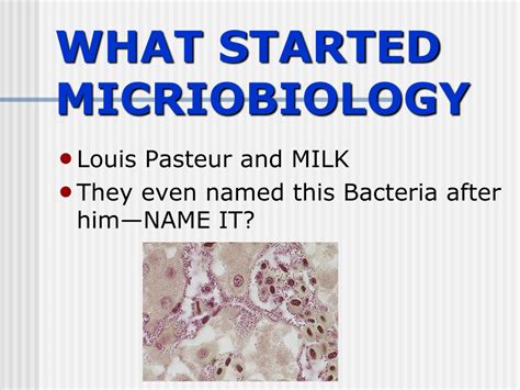 Ppt Bacterial Pathogens Powerpoint Presentation Free Download Id410560