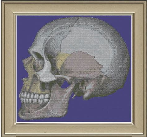 Lateral Human Skull Cool Anatomy Cross Stitch Pattern Etsy Cross