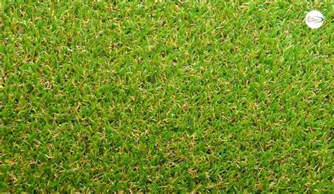 Tiftuf Bermuda Grass Vs Traditional Turf Why Tiftuf Stands Out