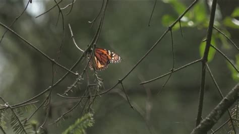 New Data Shows Large Drop In Eastern Monarch Butterfly Population