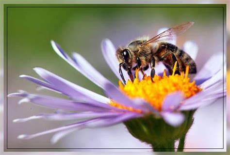 Reproduction In Plants A Close Look Al Ardh Alkhadra