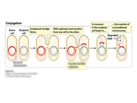 SOLUTION: Bacterial transformation techniques - Studypool