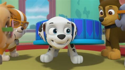 Watch Paw Patrol Pups Save A Blimp Pups Save A Chili Cook Off S4 E1 Tv Shows Directv