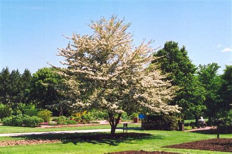 Winter King Hawthorn Crataegus Viridis Winter King At Stauffers Of