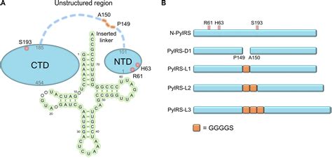 Frontiers Linker And N Terminal Domain Engineering Of Pyrrolysyl Trna