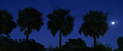 Palmetto Moon Photograph by E Karl Braun - Fine Art America