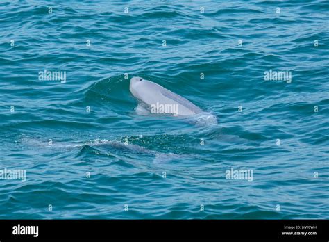 Indo-Pacific Finless Porpoise (Neophocaena phocaenoides) surfacing in ...