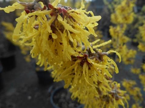 Hamamelis X Intermedia Arnold Promise