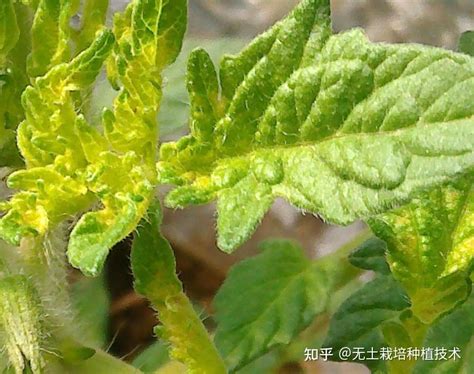 番茄出现病毒病怎么办？如何防治？ 知乎