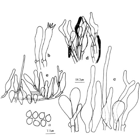 Microscopic structures of Hydropus nigrita. a) basidiospores (×100), b)... | Download Scientific ...