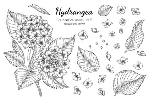 Set Of Hydrangea Flowers And Leaves Line Art 1851051 Vector Art At Vecteezy