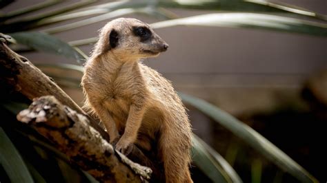 Cu L Es El Nombre Cient Fico De La Vincapervinca De Madagascar