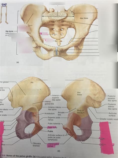 Pelvic Girdle Diagram Quizlet