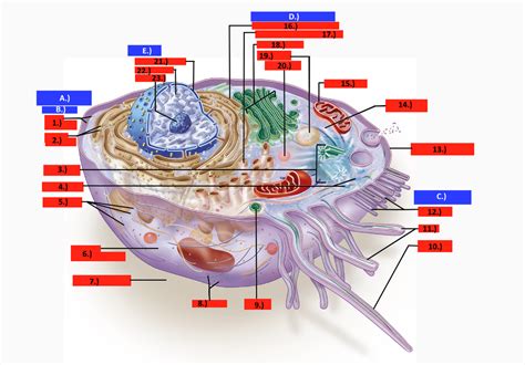 The Structure Of A Cell Diagram Quizlet