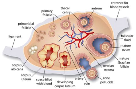 Re Ovarian Cysts Benign And Malignant Flashcards Quizlet