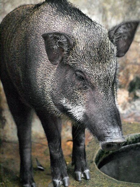 Wild Pig Razorback Hog Stock Photos, Pictures & Royalty-Free Images - iStock