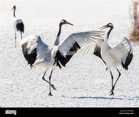 Dancing Cranes The Ritual Marriage Dance Of Cranes The Red Crowned