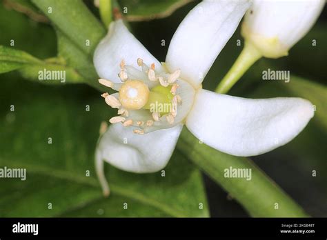 Orange blossom citrus sinensis hi-res stock photography and images - Alamy