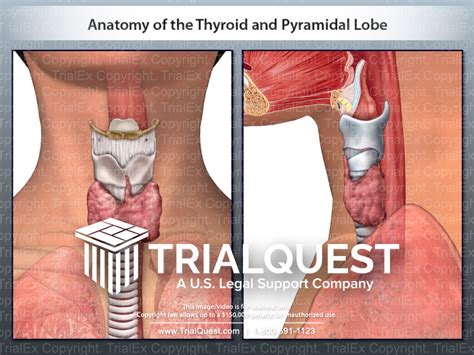 Anatomy Of The Thyroid And Pyramidal Lobe Trial Exhibits Inc