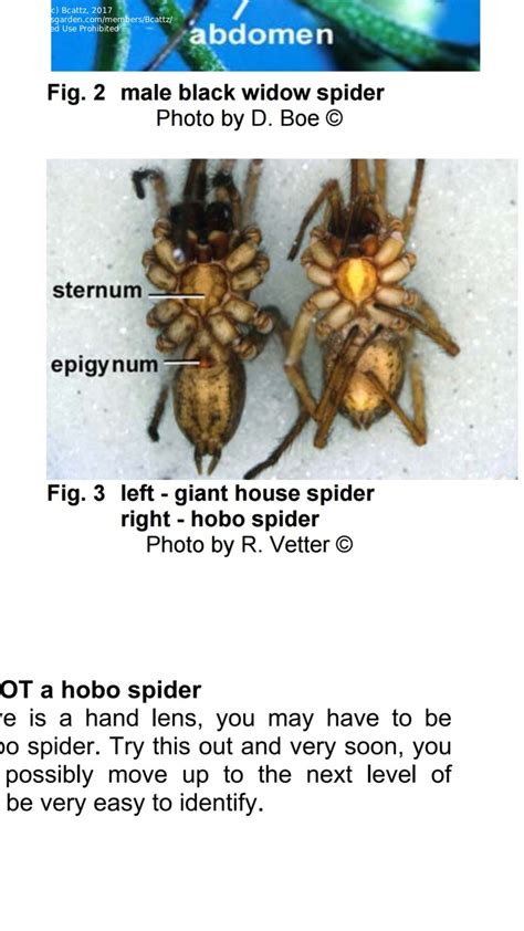 Hobo Spider Size Comparison