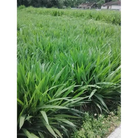 Jual Benih Bibit Rumput Odot Kemasan Kg Kualitas Super Siap Tanm Buat