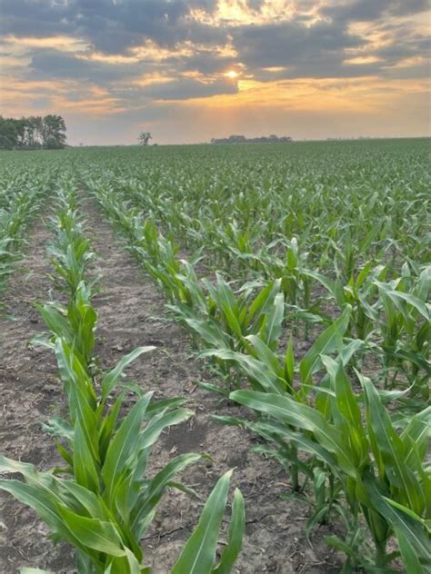 A Slight Shift In U S Corn Acres Expected Brownfield Ag News