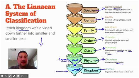 Sec The Linnaean System Of Classification Youtube