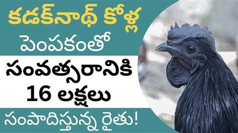 How To Start Kadaknath Chicken Farming Kadaknath Chicken Farming In