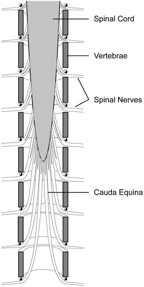 2. The spinal cord and cauda equina. The caudal spinal cord does not ...