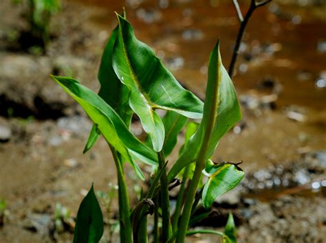 Peltandra virginica (1) | Wicklein's Wholesale Native Plant Nursery ...