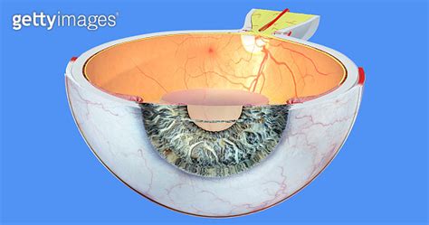 Eye Anatomy Pupil Sclera Iris Cornea Retina Choroid Vitreous