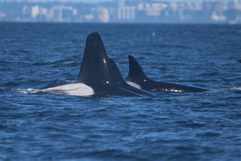 Meet The Transient Orcas Biggs Killer Whales Of Puget Sound Our