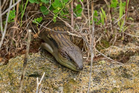 Eastern Blue Tongued Skink From The Sands Torquay Vic Australia