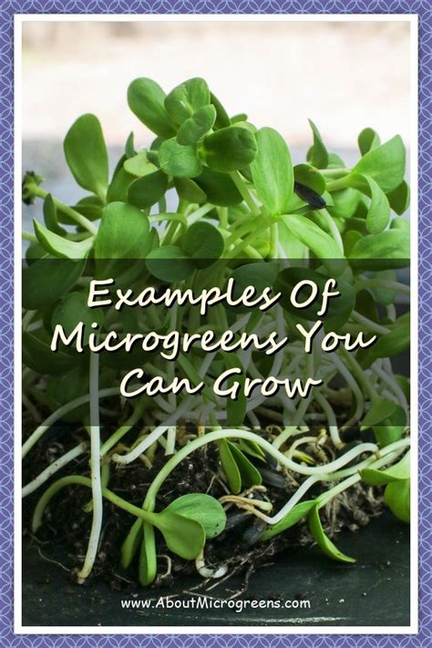 Everything You Need To Know About Microgreens Microgreens Growing