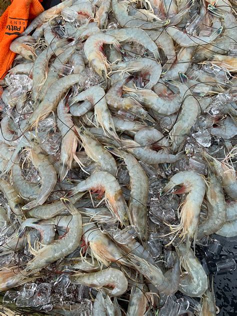 Shrimp Fishing | Hilton Head Fishing Charters