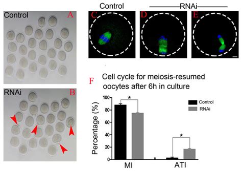 Ola1 Is Responsible For Normal Spindle Assembly And Sac Activation In