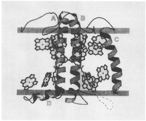 Figure From University Of Groningen Structure And Membrane