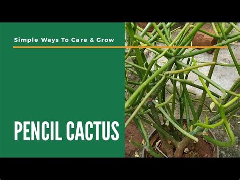 Pencil Cactus How To Grow And Care Pencil Firestick Pencil Cactus