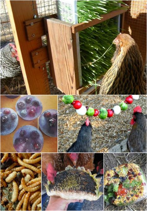 25 Homemade Healthy Treats For Chickens