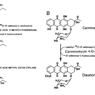 Daunomycin biosynthesis reactions encoded by genes described in this ...