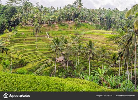 Plantación Campos Arroz Cascada Verde Las Terrazas Tegalalang Bali