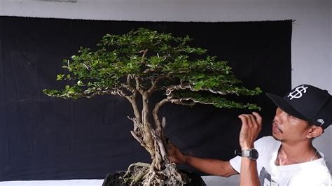 Mengubah Tampak Depan Bonsai Delima Batu Dan Mengganti Media Tanam Agar