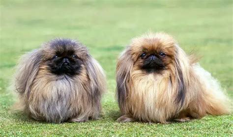 Pekingese Dogs Facts Everything You Should Know About Pekes