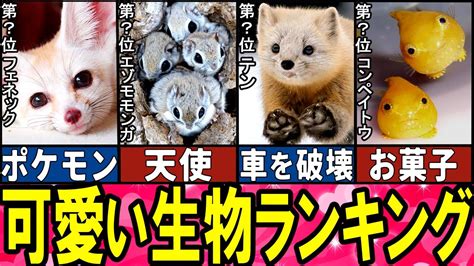 【閲覧注意】可愛すぎる生き物 Top10【ゆっくり解説】【総集編】 Youtube