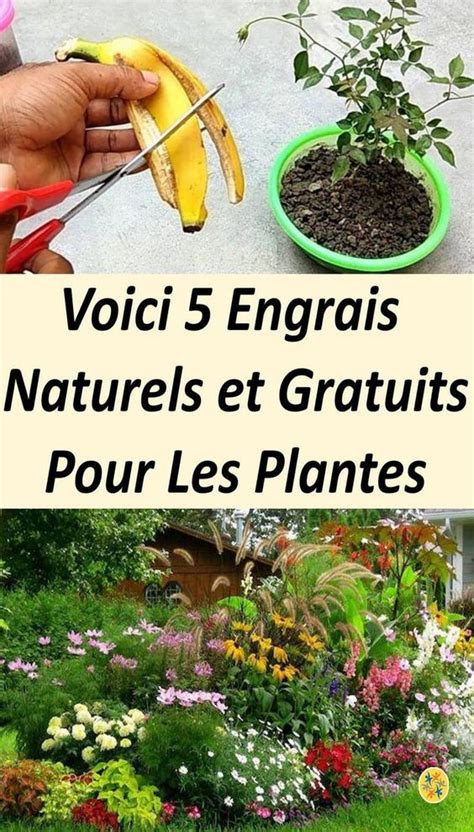 5 Engrais Naturels Qui Gardent Vos Plantes En Pleine Forme Artofit