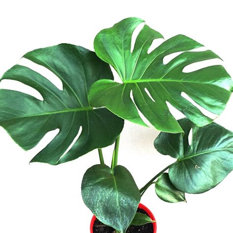 Monstera Deliciosa Swiss Cheese Houseplant Plants4home