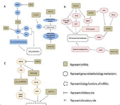 Regulatory Networks Of Special Lncrnas Involved In The Pathogenesis Of