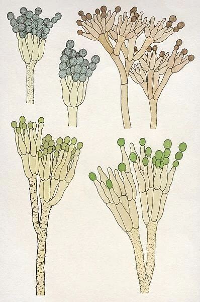 Botany Fungi Ascomycota Penicilliums Soil Fungi