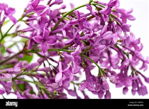 Fresh Cut Purple Lilac Flowers In Clear Glass Vase On White Background